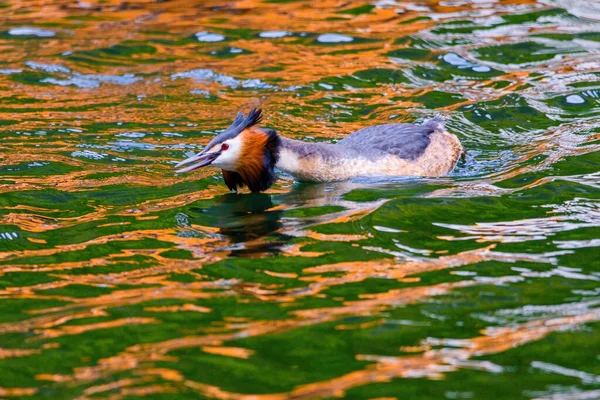 Haubentaucher Schwimmen Ihrem Natürlichen Lebensraum See Wasservögel — Stockfoto