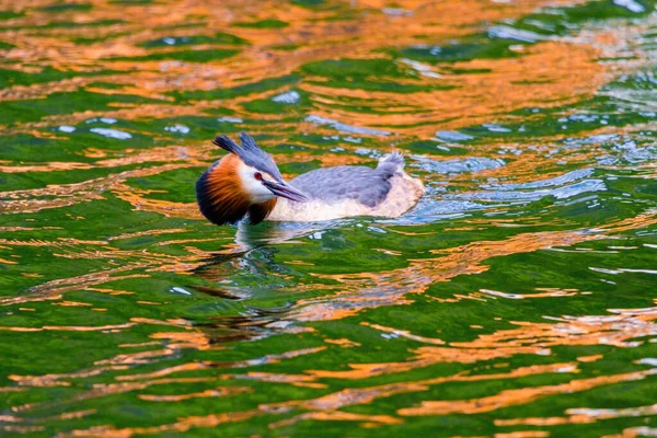 Gran Grebe Cresta Hábitat Natural Nadando Lago Aves Acuáticas — Foto de Stock