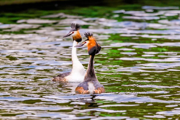 Stor Kråka Sin Naturliga Miljö Simmar Sjön Vattenfåglar — Stockfoto