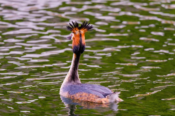 湖での自然の生息地での偉大な胸の高鳴り 水鳥は — ストック写真