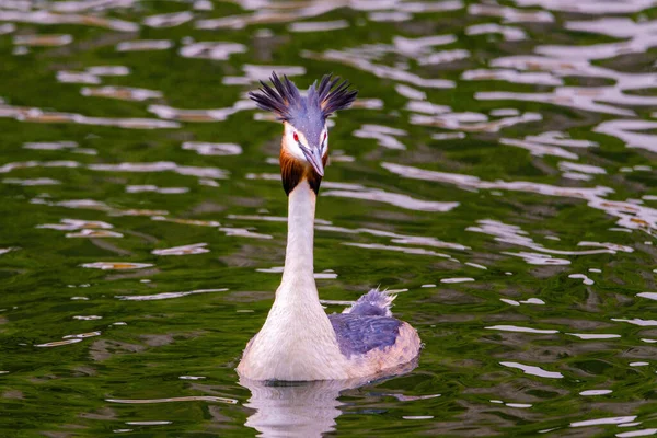 湖での自然の生息地での偉大な胸の高鳴り 水鳥は — ストック写真