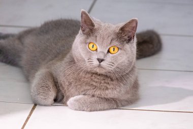 grey british short hair cat portrait in playful mood