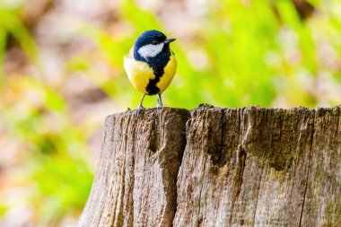 The great tit (Parus major) is a passerine bird in the tit family Paridae. Wildlife scene from nature.