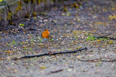 Parktaki ağa tüneyen Robin Bird 'ün yakın çekimi