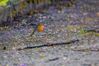 Parktaki ağa tüneyen Robin Bird 'ün yakın çekimi