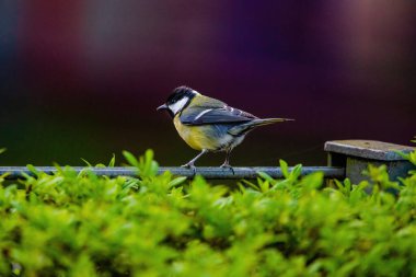 The great tit (Parus major). Wildlife scene from nature.