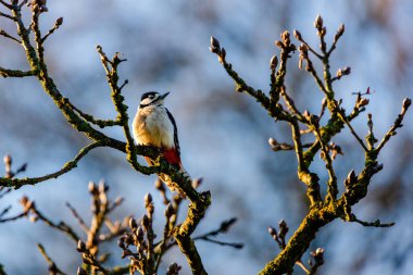 Ağaçta Büyük Benekli Ağaçkakan (Dendrocopos major)