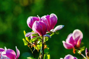 Blossoming Tree in Spring. Spring time in nature with blooming tree