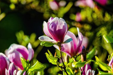 Blossoming Tree in Spring. Spring time in nature with blooming tree