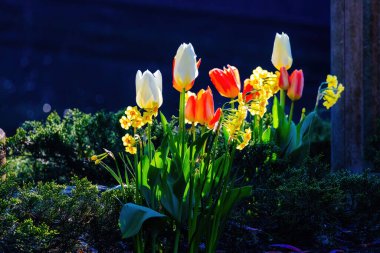 Bahar mevsiminin başlarında renkli laleler açar.