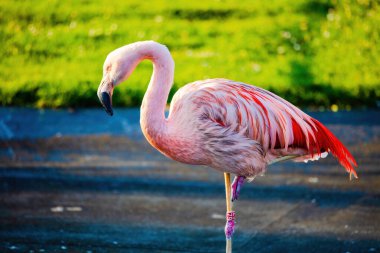 Suyun içinde yürüyen Afrika flamingosunun yakın plan portresi.