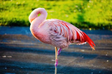 Suyun içinde yürüyen Afrika flamingosunun yakın plan portresi.