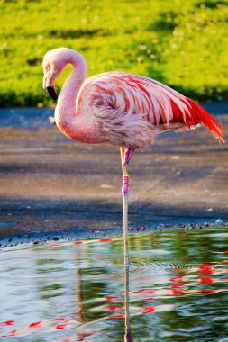 Suyun içinde yürüyen Afrika flamingosunun yakın plan portresi.