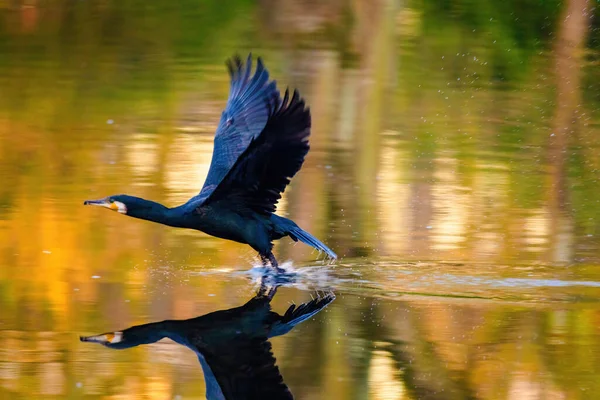 Great Cormorant Phalacrocorax Carbo Known Great Black Cormorant River —  Fotos de Stock
