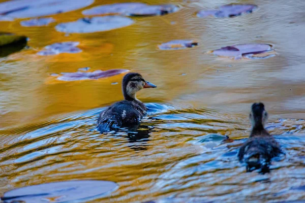 Pato Salvaje Nadando Lake Water Aves —  Fotos de Stock