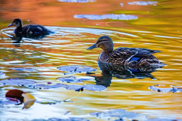 Divoká Kachna Plavání Jezeru Vodní Ptáci — Stock fotografie
