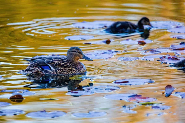 Дика Качка Плаває Озері Водні Птахи — стокове фото