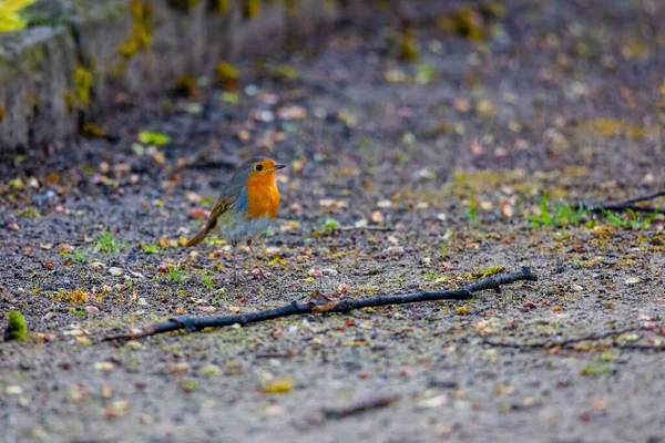 Close Robin Bird Perching Net Park — Stock Photo, Image