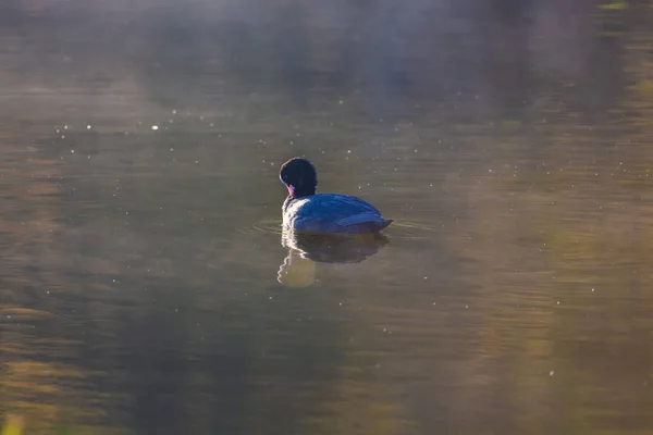 自然の池での黒い鳥の眺め — ストック写真