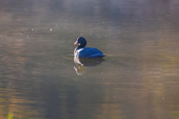 自然の池での黒い鳥の眺め — ストック写真