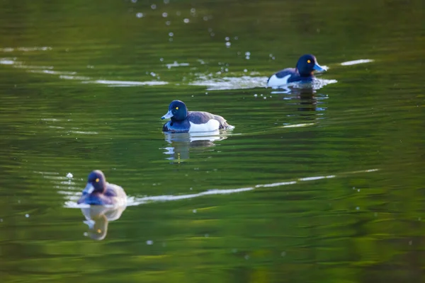 Patos Selvagens Nadando Aves Lake Water — Fotografia de Stock