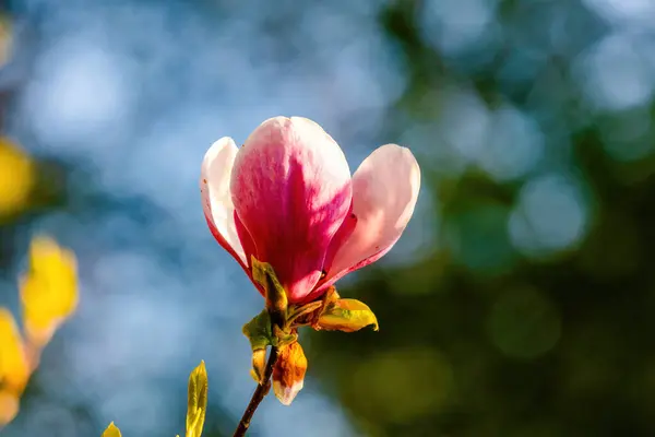 Baharda Çiçek Açan Ağaç Çiçek Açan Ağaçla Lkbahar Zamanı — Stok fotoğraf