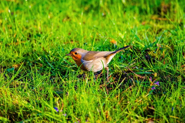 Primer Plano Del Pájaro Petirrojo Posado Red Parque — Foto de Stock