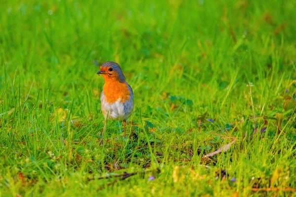 Zbliżenie Ptaka Rubinowego Siedzącego Sieci Parku — Zdjęcie stockowe