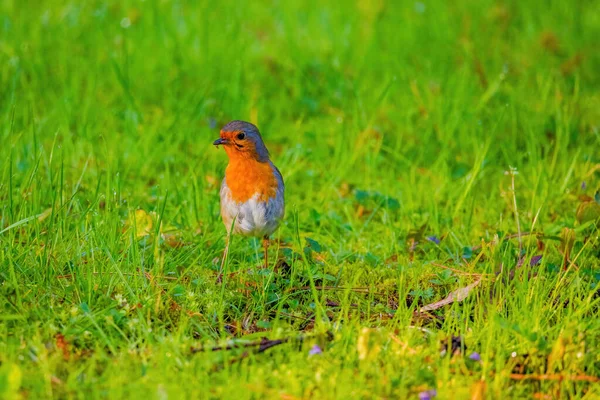 公園内のネット上のロビン鳥のクローズアップ — ストック写真