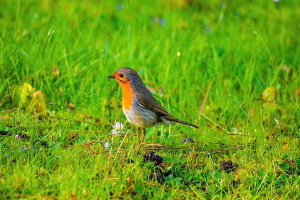 Primer Plano Del Pájaro Petirrojo Posado Red Parque —  Fotos de Stock