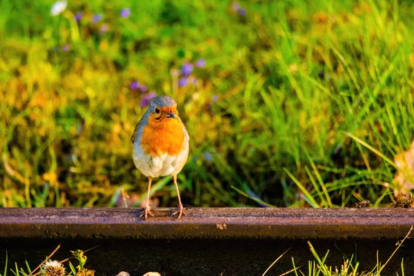 Parktaki Ağa Tüneyen Robin Bird Yakın Çekimi — Stok fotoğraf