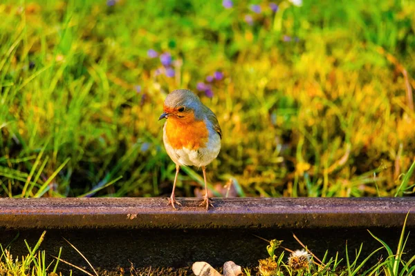 Крупный План Птицы Малиновки Сидящей Сети Парке — стоковое фото