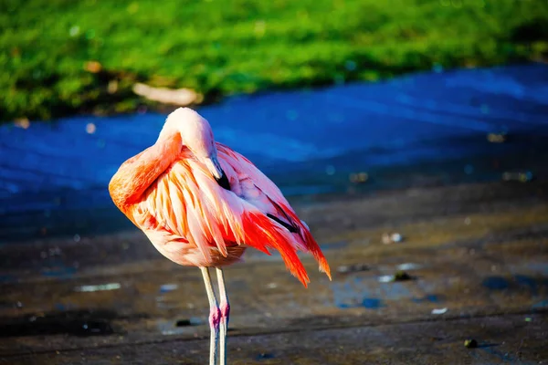 Närbild Porträtt Afrikansk Flamingo Promenader Runt Vatten — Stockfoto