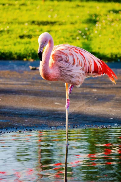 Nahaufnahme Porträt Des Afrikanischen Flamingos Der Wasser Herumläuft — Stockfoto