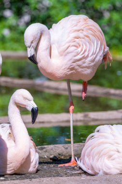 Suda yürüyen Afrika flamingosunun yakın plan portresi.