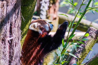 Red panda - Ailurus Fulgens - portresi. Hayvanat bahçesindeki sevimli hayvan.