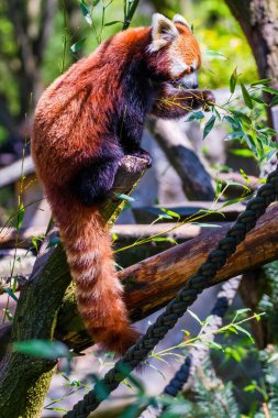 Red panda - Ailurus Fulgens - portresi. Hayvanat bahçesindeki sevimli hayvan.