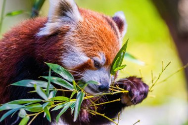 Red panda - Ailurus Fulgens - portresi. Hayvanat bahçesindeki sevimli hayvan.