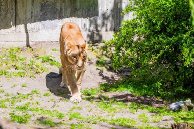 Hayvanat bahçesinde yatan güzel vahşi Afrika aslanı. Vahşi yaşam hayvanları.