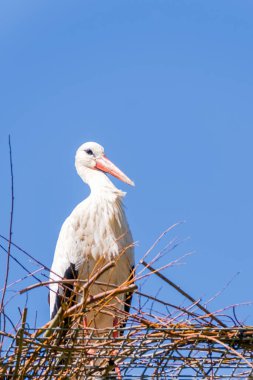 Güzel beyaz leylek (Ciconia ciconia) hayvanat bahçesindeki yuvada