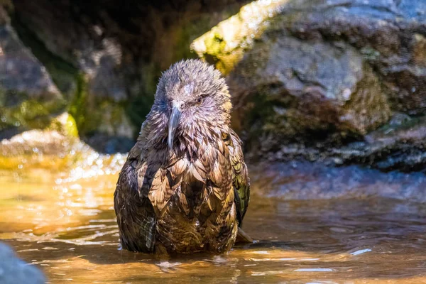 Kea Альпийский Попугай Дикой Природы Новой Зеландии — стоковое фото