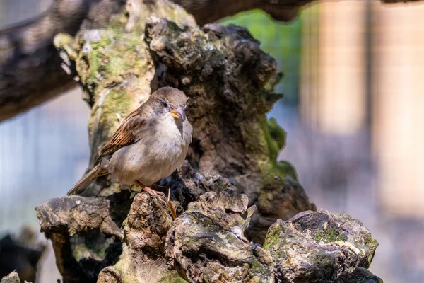 Eurasian Tree Sparrow Passer Montanus Běžný Okřídlený Pták Evropských Zahrad — Stock fotografie