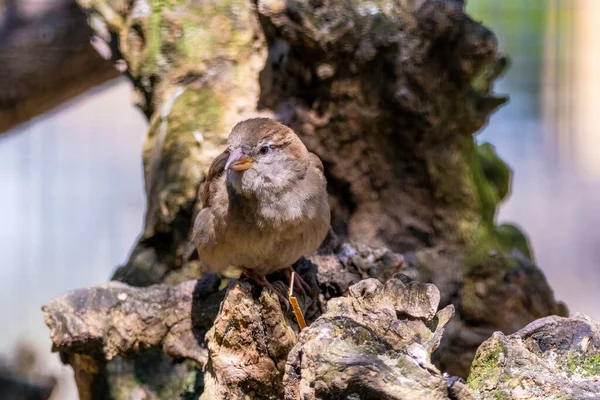欧亚树麻雀 欧洲花园常见的栖息鸟 — 图库照片