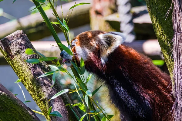 Czerwona Panda Ailurus Fulgens Portret Słodkie Zwierzę Zoo — Zdjęcie stockowe