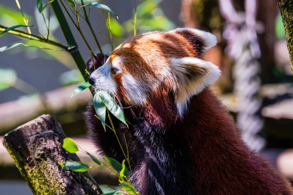 Red Panda Ailurus Fulgens Portresi Hayvanat Bahçesindeki Sevimli Hayvan — Stok fotoğraf