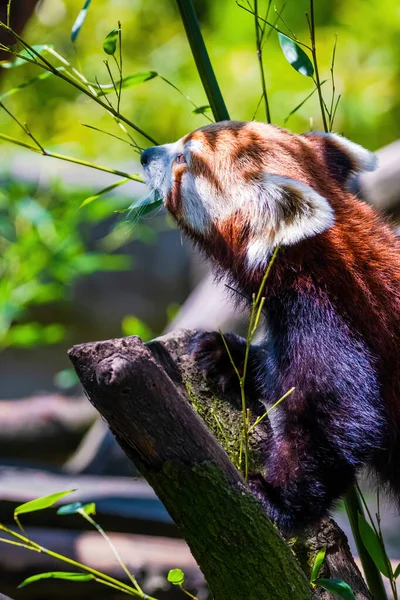 Panda Rojo Ailurus Fulgens Retrato Lindo Animal Zoológico — Foto de Stock