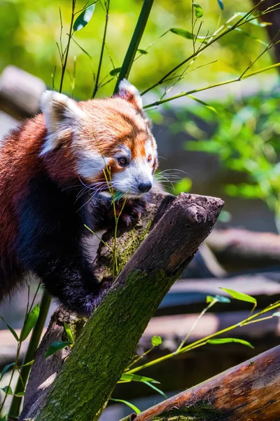 赤いパンダ Ailurus Fulgen 肖像画 動物園でかわいい動物 — ストック写真