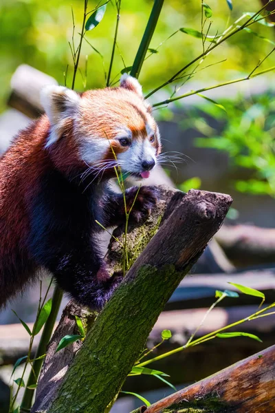 赤いパンダ Ailurus Fulgen 肖像画 動物園でかわいい動物 — ストック写真