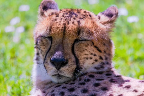 Cheetah Wild Cat Ojos Animales Salvajes Retrato —  Fotos de Stock