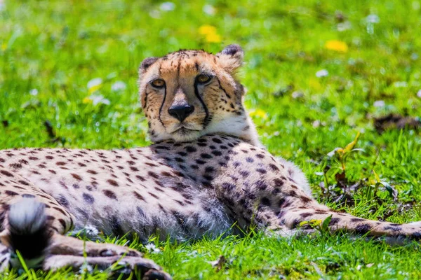 Cheetah Wild Cat Ojos Animales Salvajes Retrato —  Fotos de Stock